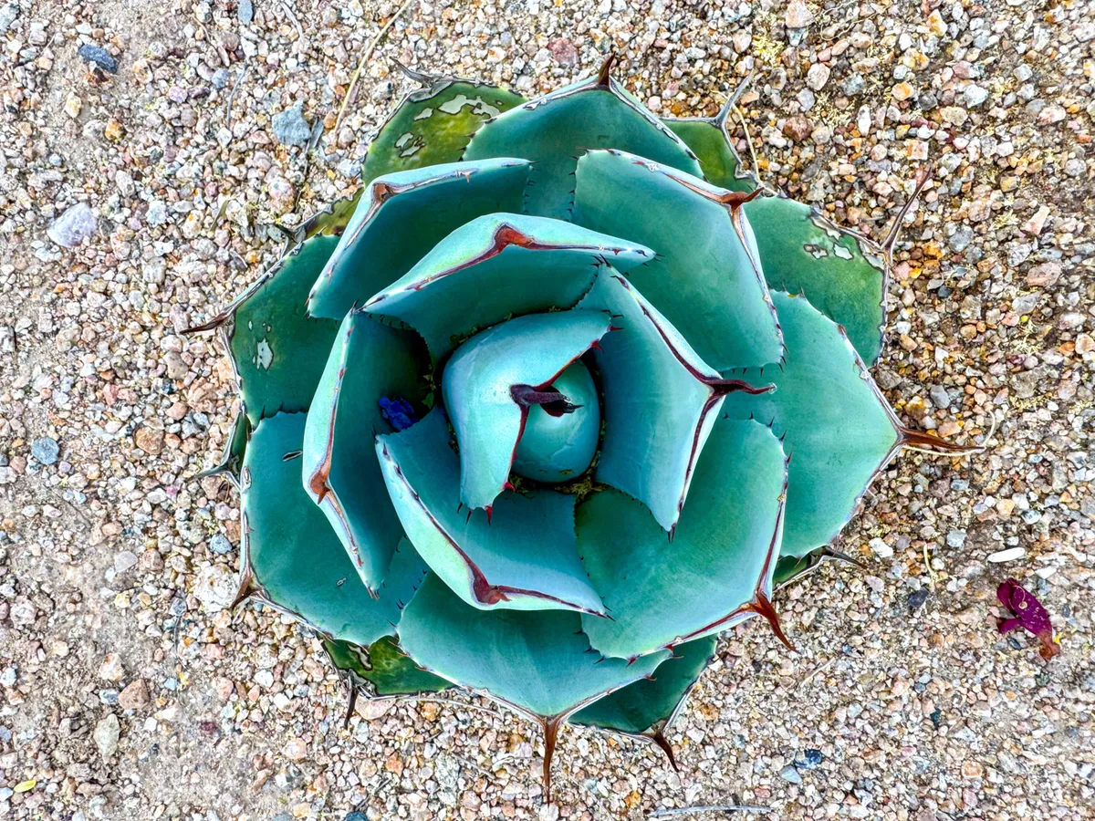 A close-up of a sculptural agave plant set in textured gravel, capturing the essence of the Sonoran Desert’s flora. The minimal composition encourages appreciation of the subtle, rugged beauty found along local trails.